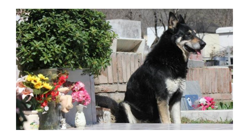 Capitán sigue firme junto a la tumba de su dueño en Carlos Paz<br>