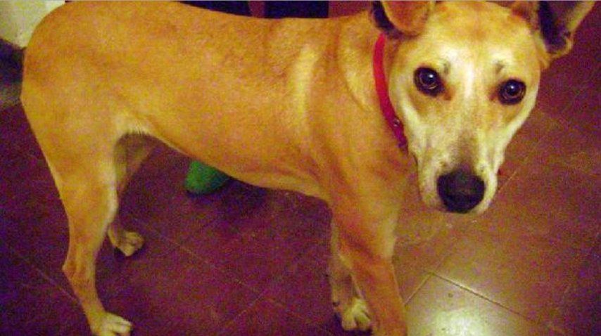 Poli: la mestiza que sobrevivió al ataque de su dueño<br>