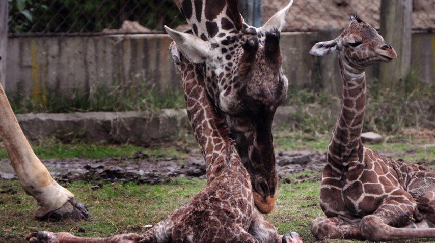Gentileza del Zoológico de Buenos Aires. <br>