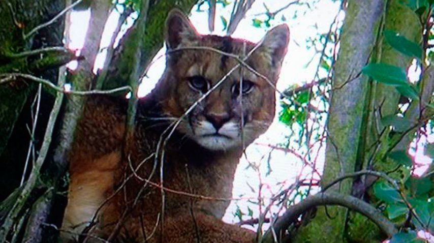 Foto: portal Bariloche 2000. <br>