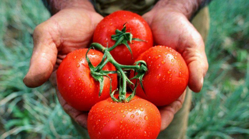 El tomate en la heladera pierde su sabor