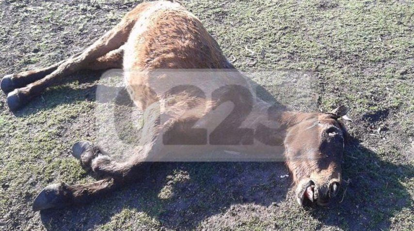 <p> Gentileza de 0222</p><p></p>