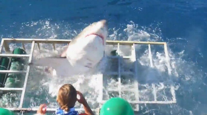 Momento en el que el tiburón asesino rompe la jaula