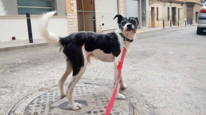 El perro ha sobrevivido a la intoxicación de psicofármacos (Sociedad Protectora de Animales de Burjassot)