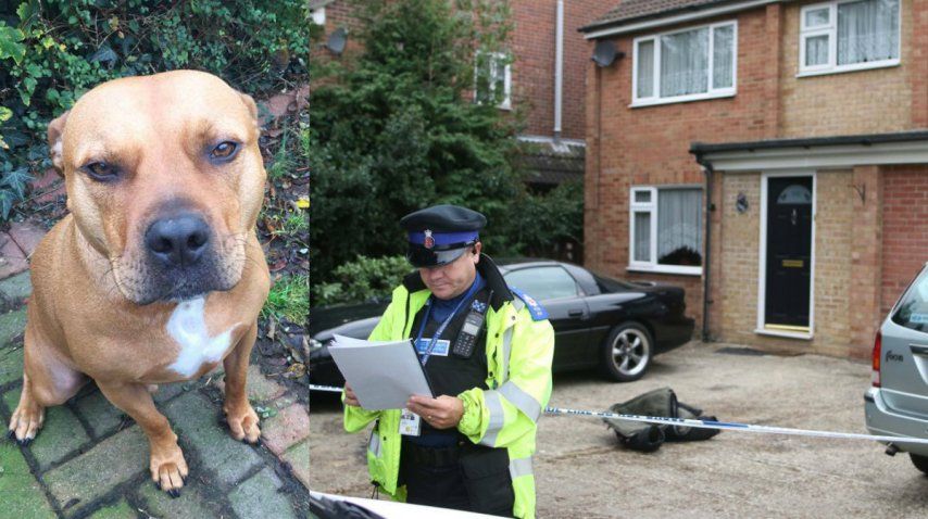 Las autoridades ya eutanasiaron al animal<br>