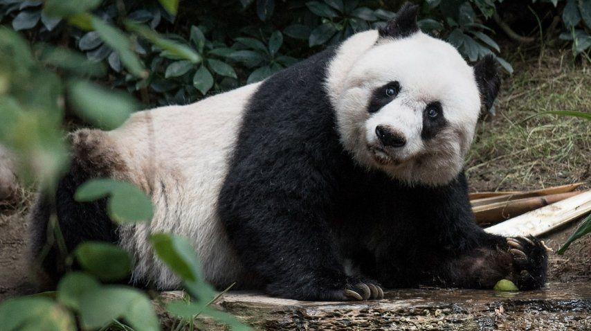 A los 38 años, murió Jia Jia, el oso panda en cautiverio más viejo del mundo