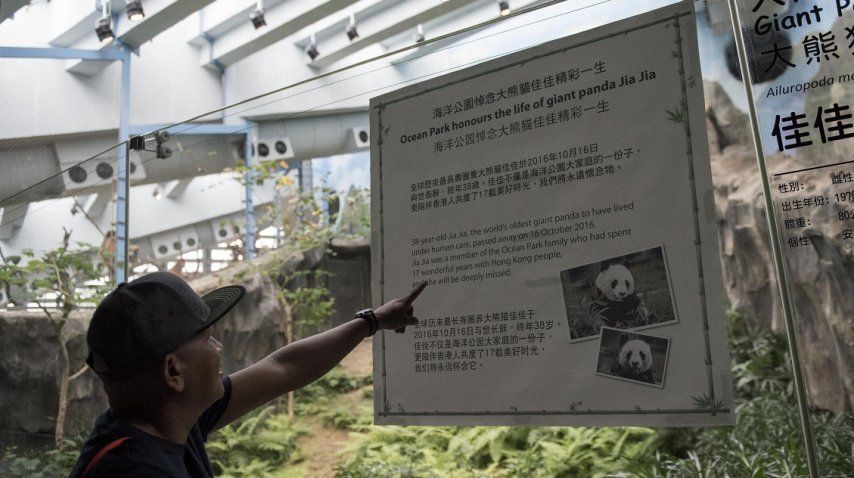 A los 38 años, murió Jia Jia, el oso panda en cautiverio más viejo del mundo