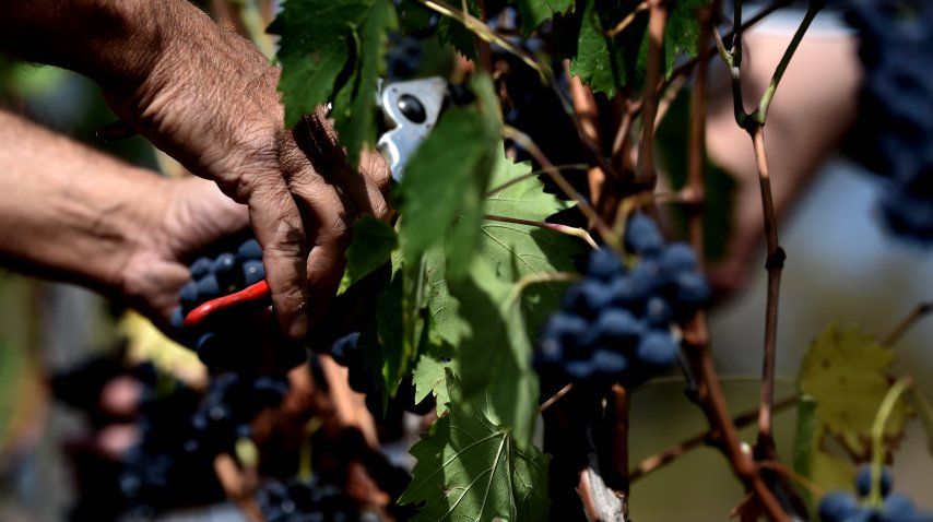 La cosecha de la uva sangiovese, de la que nace el Chianti<br>