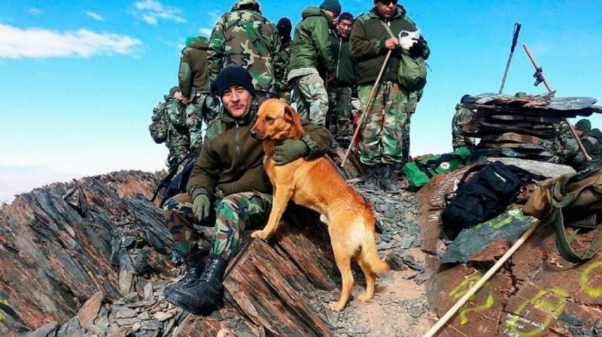 Perro del ejército ascendido a sargento