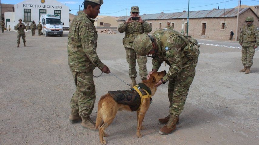 Perro del ejército ascendido a sargento