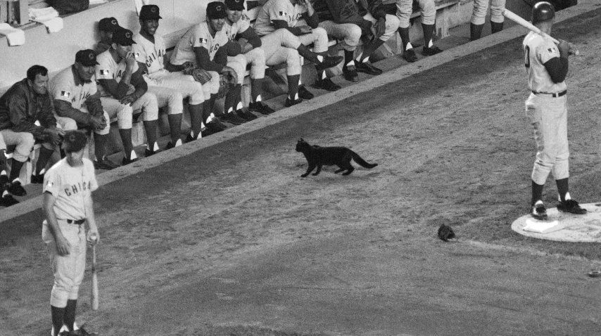 El gato negro de la maldición de los Chicago Cubs