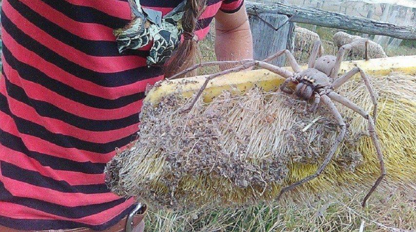 Una araña gigante sorprendió en Australia - Crédito: 9 News Perth