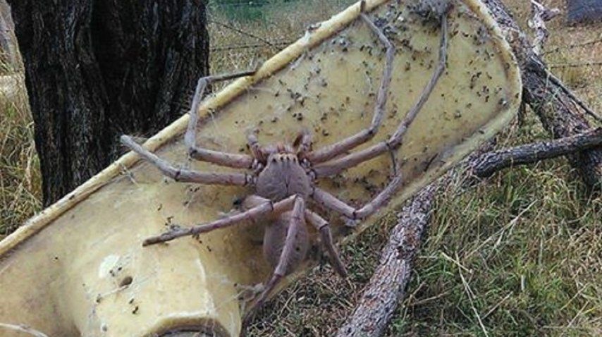 Una araña gigante sorprendió en Australia - Crédito: 9 News Perth