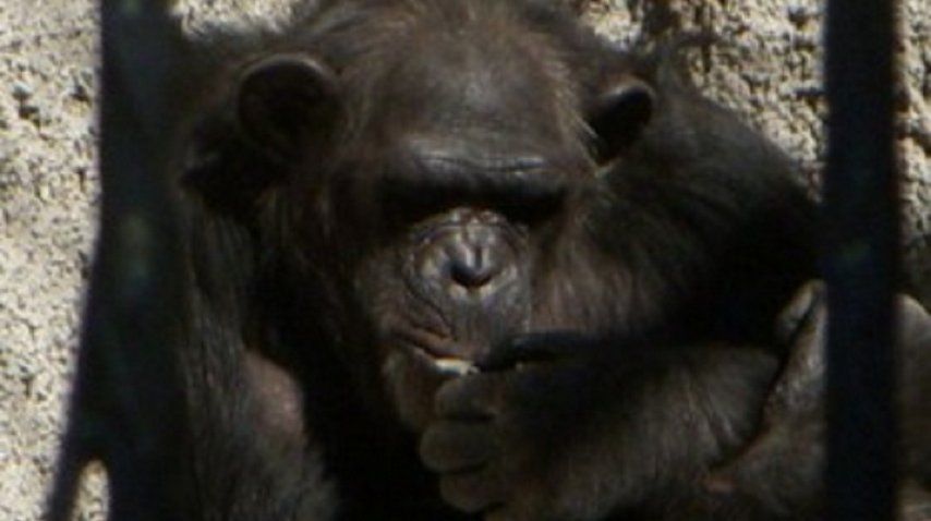 La chimpancé Cecilia está en el Zoológico de Mendoza y será trasladada a un santuario en Brasil - Crédito: www.mdzol.com