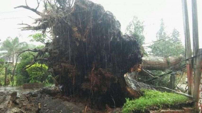 Un árbol gigante cayó sobre una camioneta y mató a un nene - Crédito: La Gaceta de Tucumán
