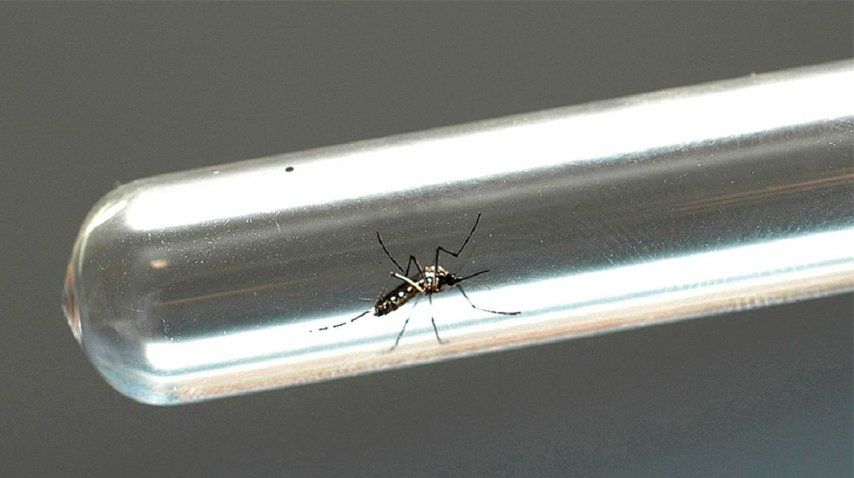 Un recién nacido murió por el virus del Zika en Tucumán