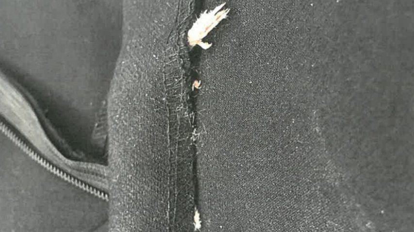 ¿Es una rata o un error en la confección?<br>