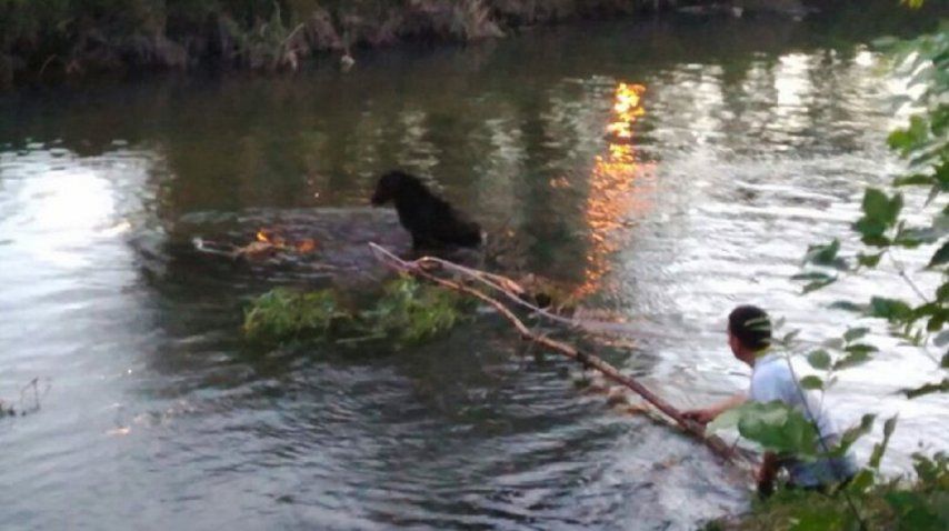 Rescataron a una perra de un arroyo - Crédito: La Mañana de Neuquén
