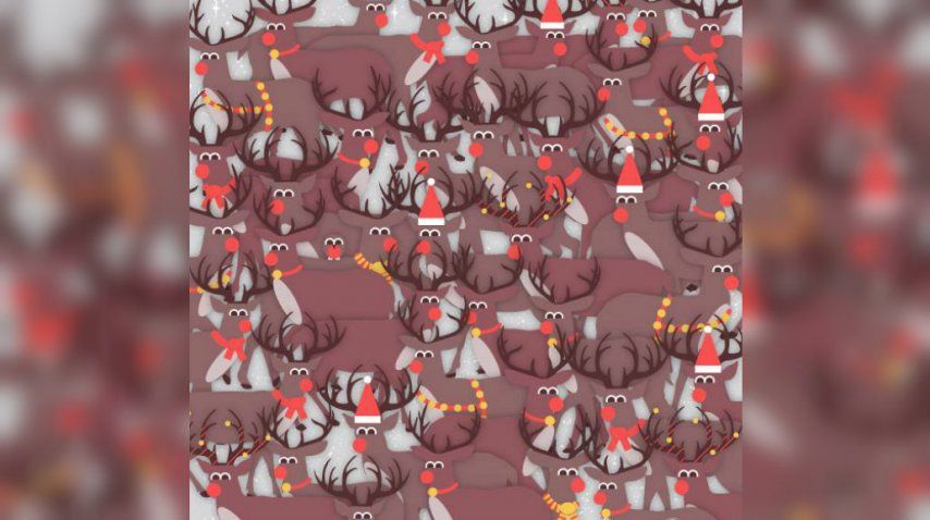 ¿A dónde está el pajarito?