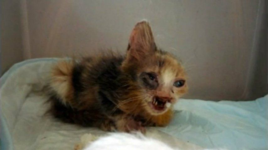 Una niña la rescató de la calle<br>