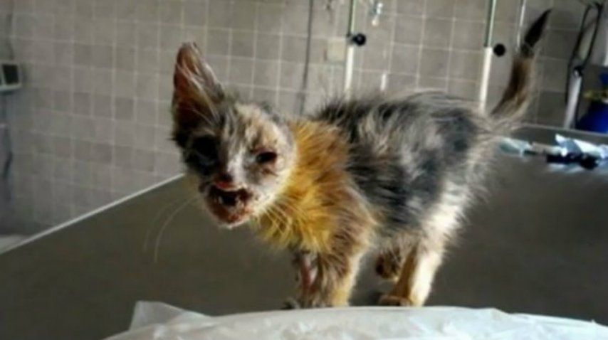 Los veterinarios hicieron todo lo posible por curarla<br>