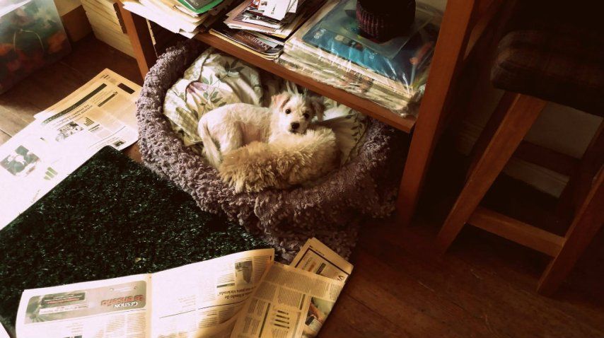 La pantufla ya es de Luna<br>