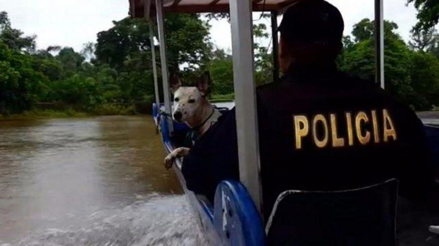 <p> Anciano se negó a dejar sus perros por el huracán Otto</p><p></p><p></p>