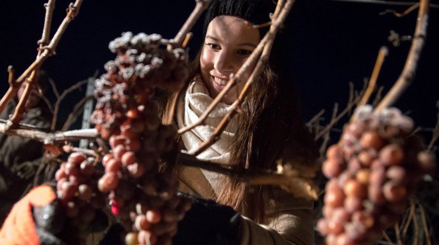 Arrancó la cosecha de 2016<br>