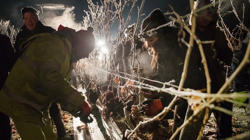 La cosecha se hace cuando arranca el frío<br>