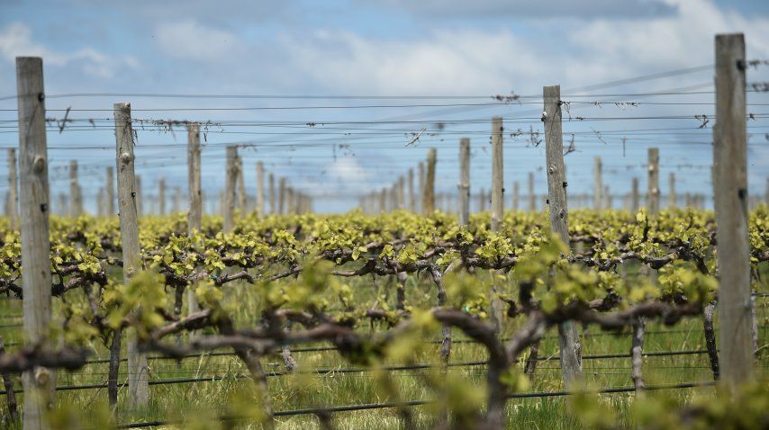 Los viñedos asutralianos sufren el cambio climático<br>