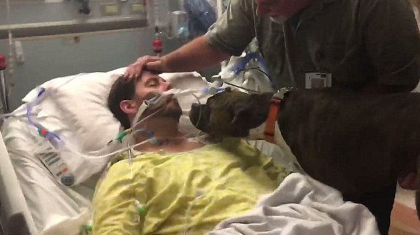 Perra despide a su amo