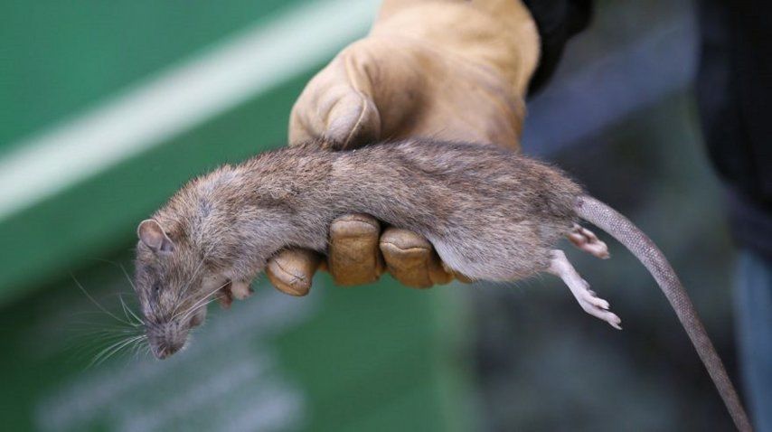 Invasión de ratas en París