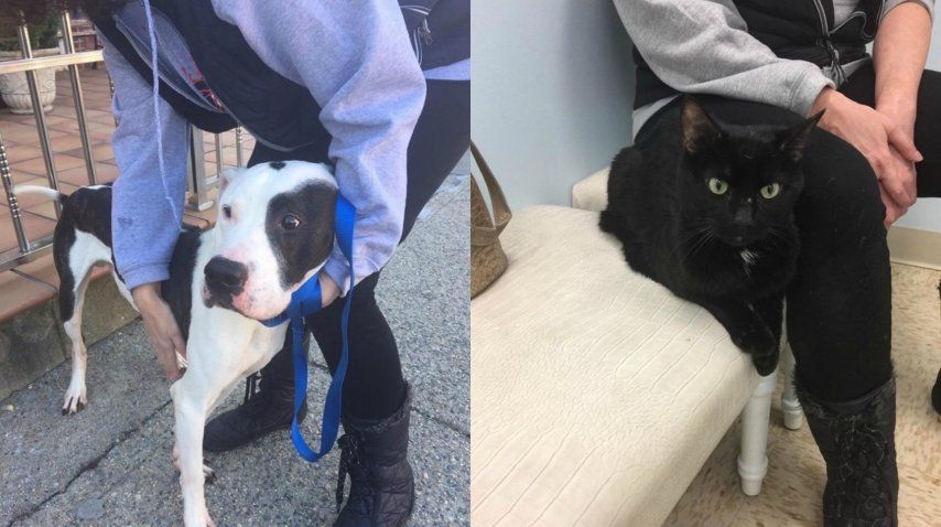 Un perro y un gato logran sobrevivir tras meses de encierro