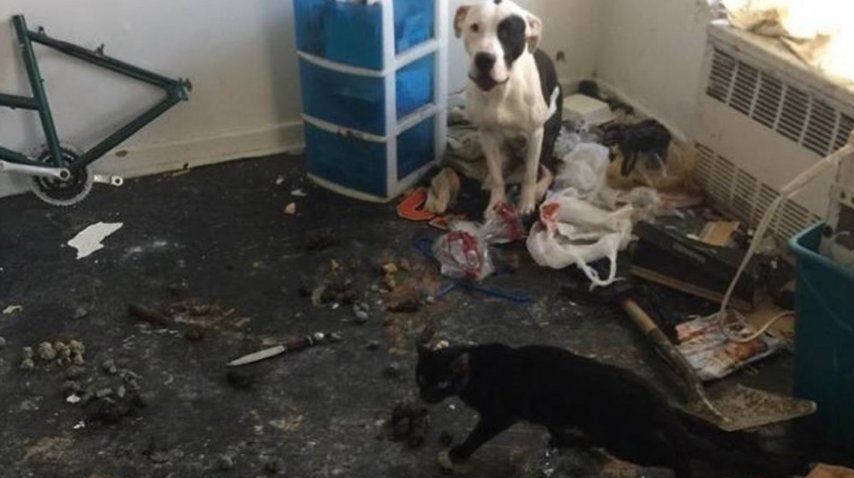 Un perro y un gato logran sobrevivir tras meses de encierro