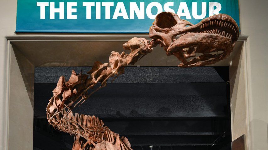 El Titanosauri, el dinosaurio más grande del mundo 