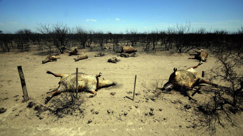 Unas 800 mil hectáreas resultaron afectadas en La Pampa por los incendios rurales.