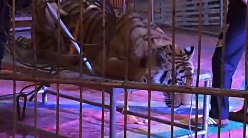 Ataron a un tigre en un circo chino