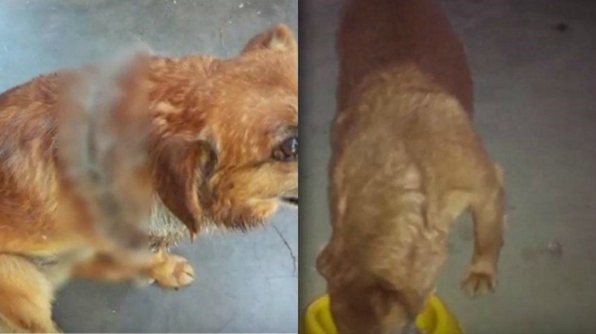 Degollaron a un perro en Córdoba