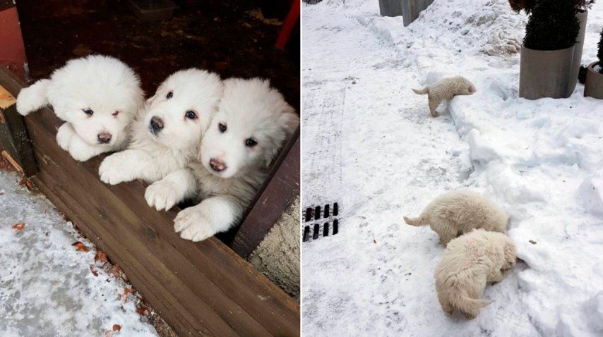 Los perritos sobrevivieron a la avalancha<br>