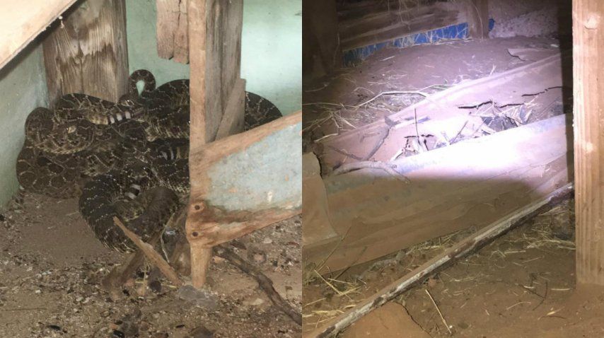 El nido de serpientes estaba en los cimientos<br>
