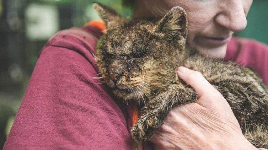 Donaciones salvaron a un gato moribundo