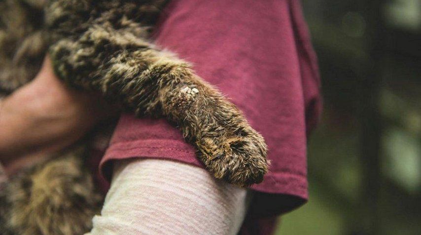 Donaciones salvaron a un gato moribundo