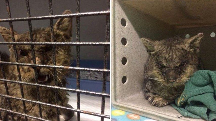 Donaciones salvaron a un gato moribundo