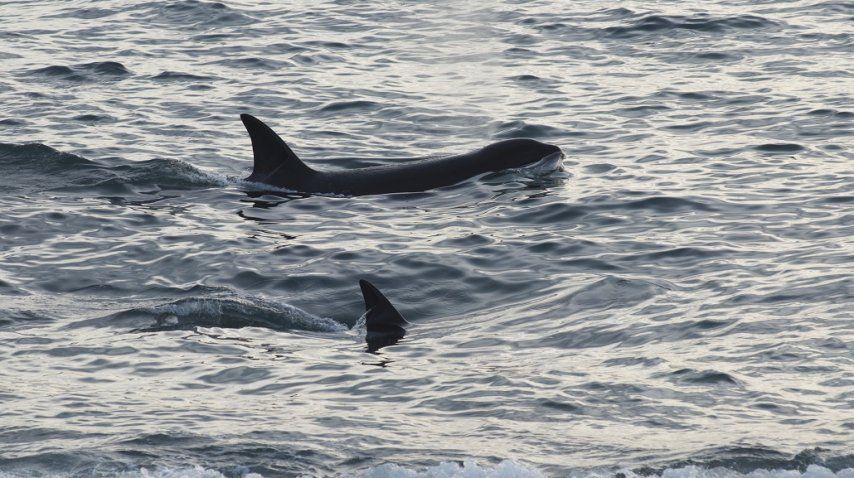 <p> Temporada de avistaje de orcas en Península de Valdés</p><p></p>