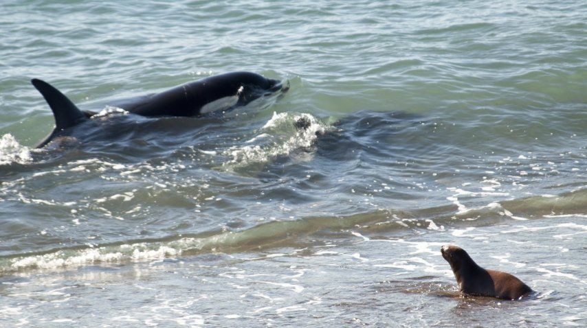 <p> Temporada de avistaje de orcas en Península de Valdés</p><p></p>