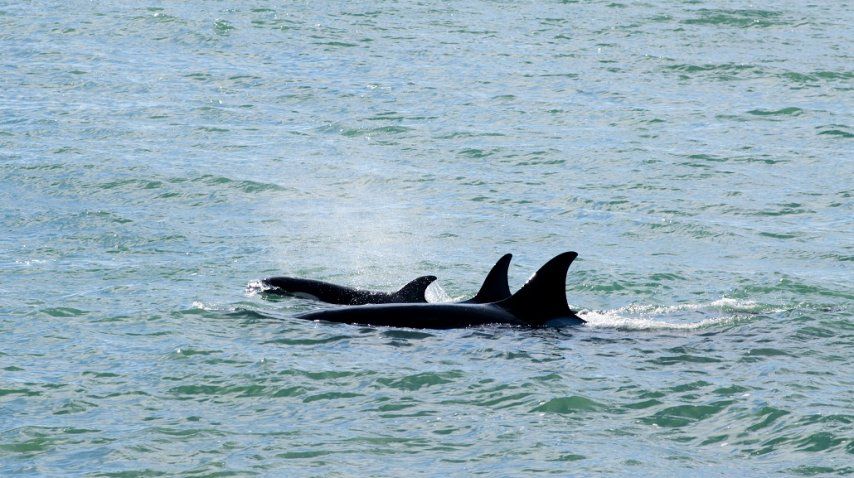 <p> Temporada de avistaje de orcas en Península de Valdés</p><p></p>