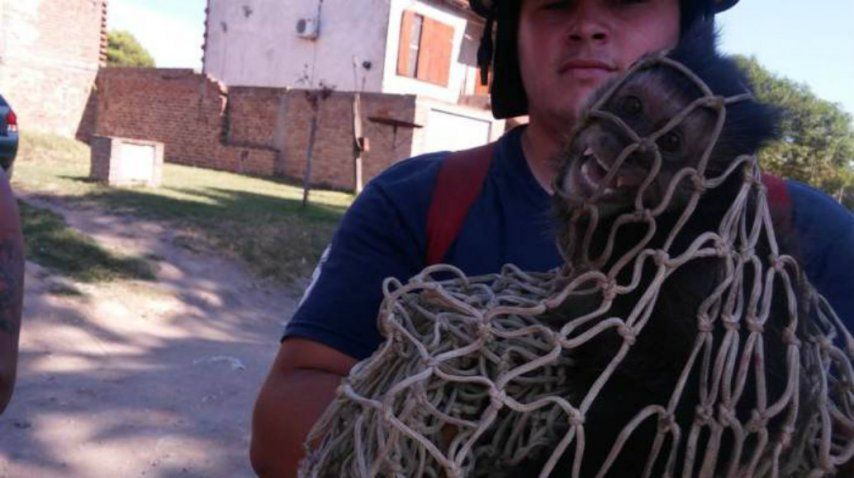 El monito, bajo control<br>
