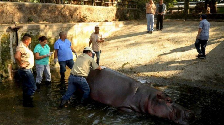 Mataron a golpes al único hipopótamo de El Salvador