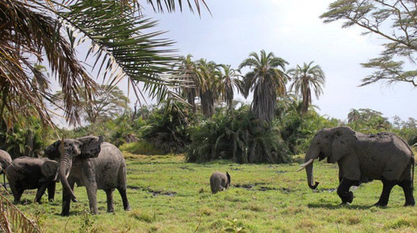 Trasladarían a Pelusa a Brasil