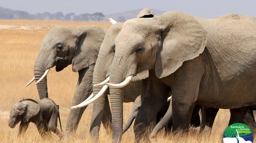 Trasladarían a Pelusa a Brasil